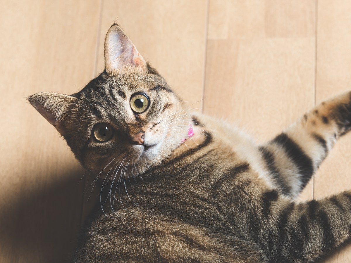 Immer unterschätzt: Was dir niemand über Hauskatzen verrät