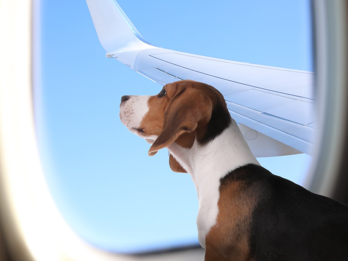 Tierischer Flug: Welche Airlines erlauben Hunde?