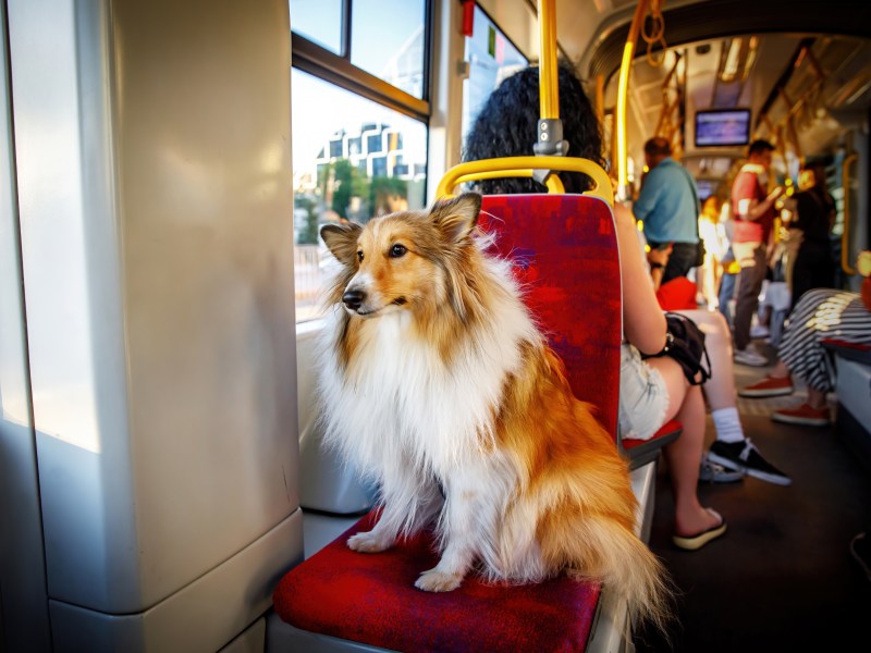 Hund Bahn fahren