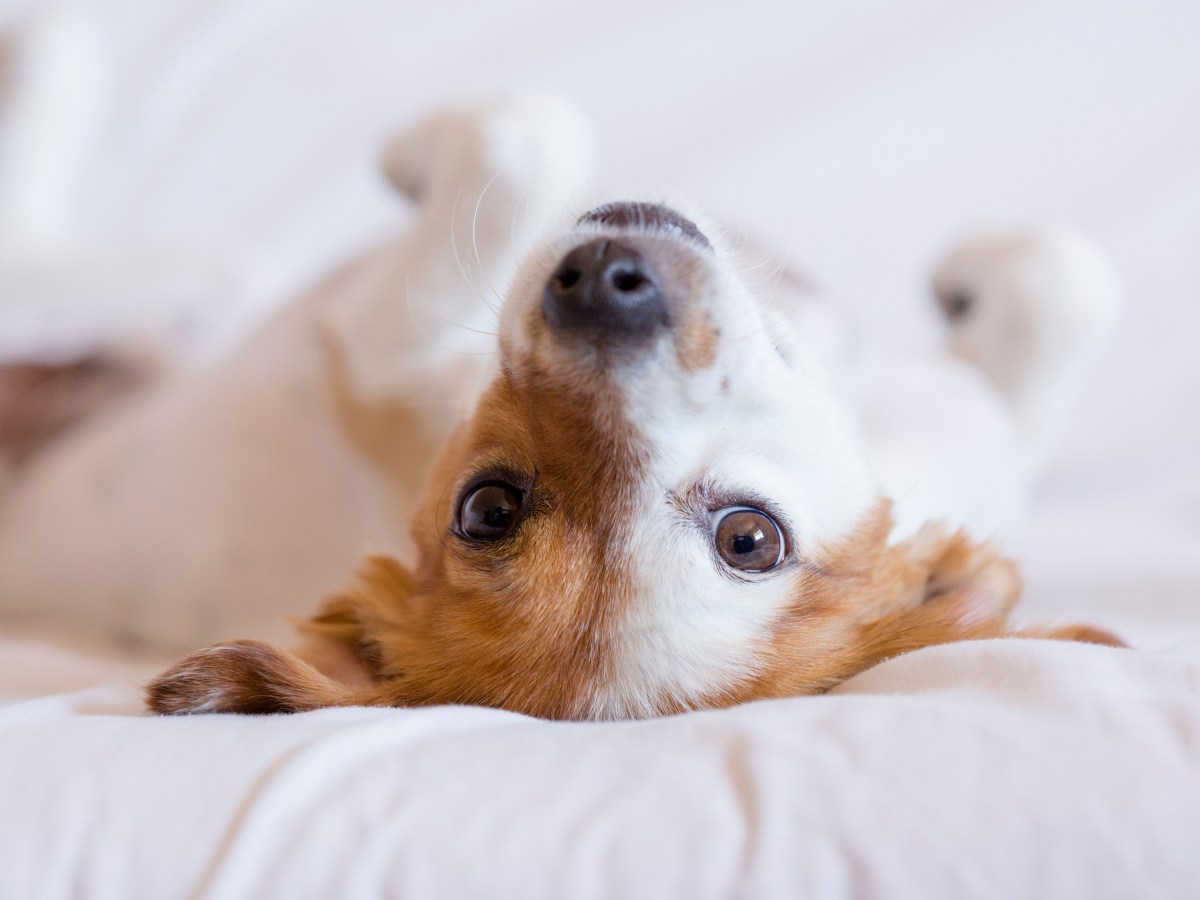 Hund: Dein Hund zeigt dir seinen Bauch? Darum kann das ein Hilferuf sein