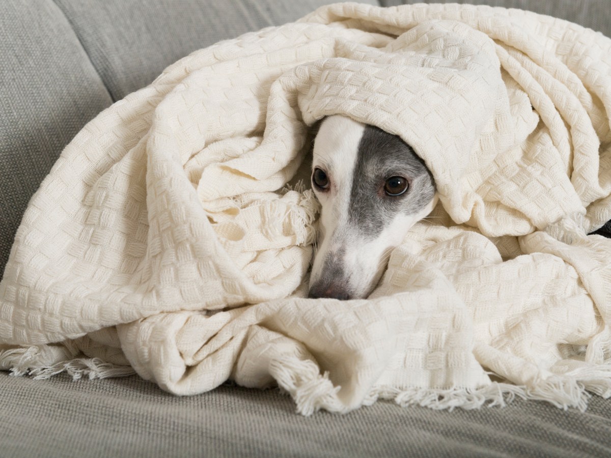 Dein Hund hat im Herbst mehr Schmerzen? Diese Gelenkkrankheit ist Schuld