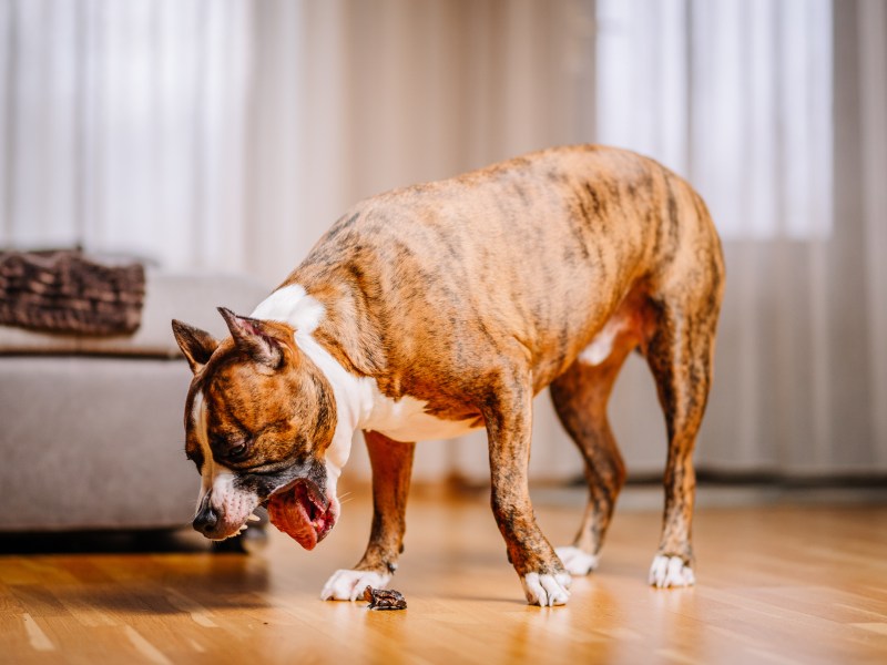 Hund erbricht sich