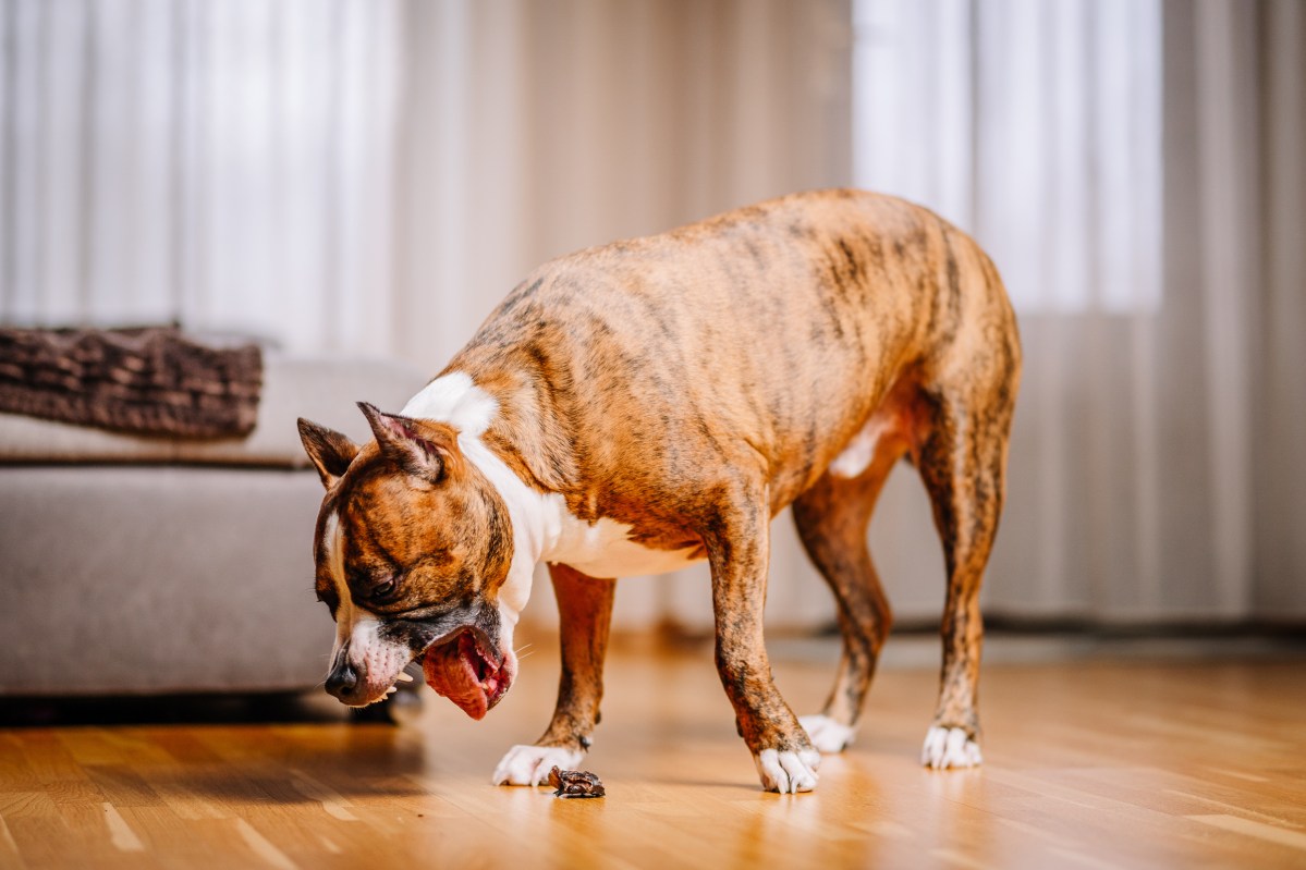 Hund erbricht sich