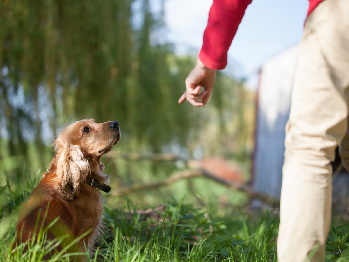 Diese Erziehungsform ist für Hunde besonders gefährlich