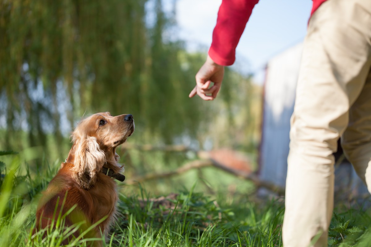 Hund wird erzogen