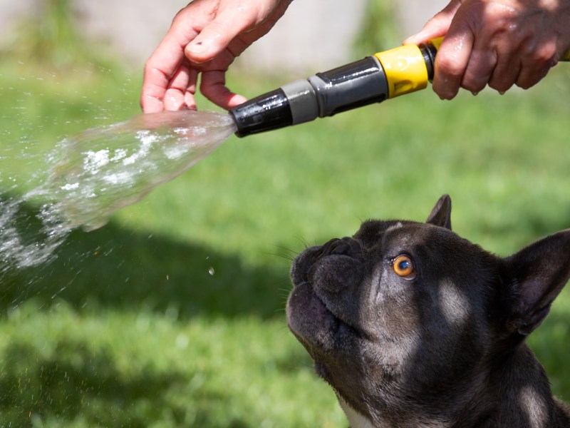 Hund Gartenschlauch