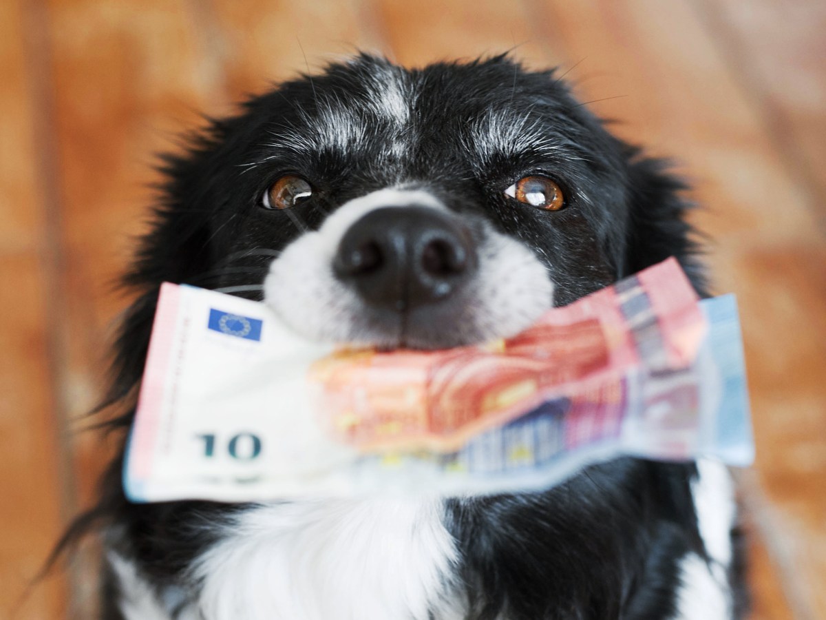 Hund mit Geld im Maul