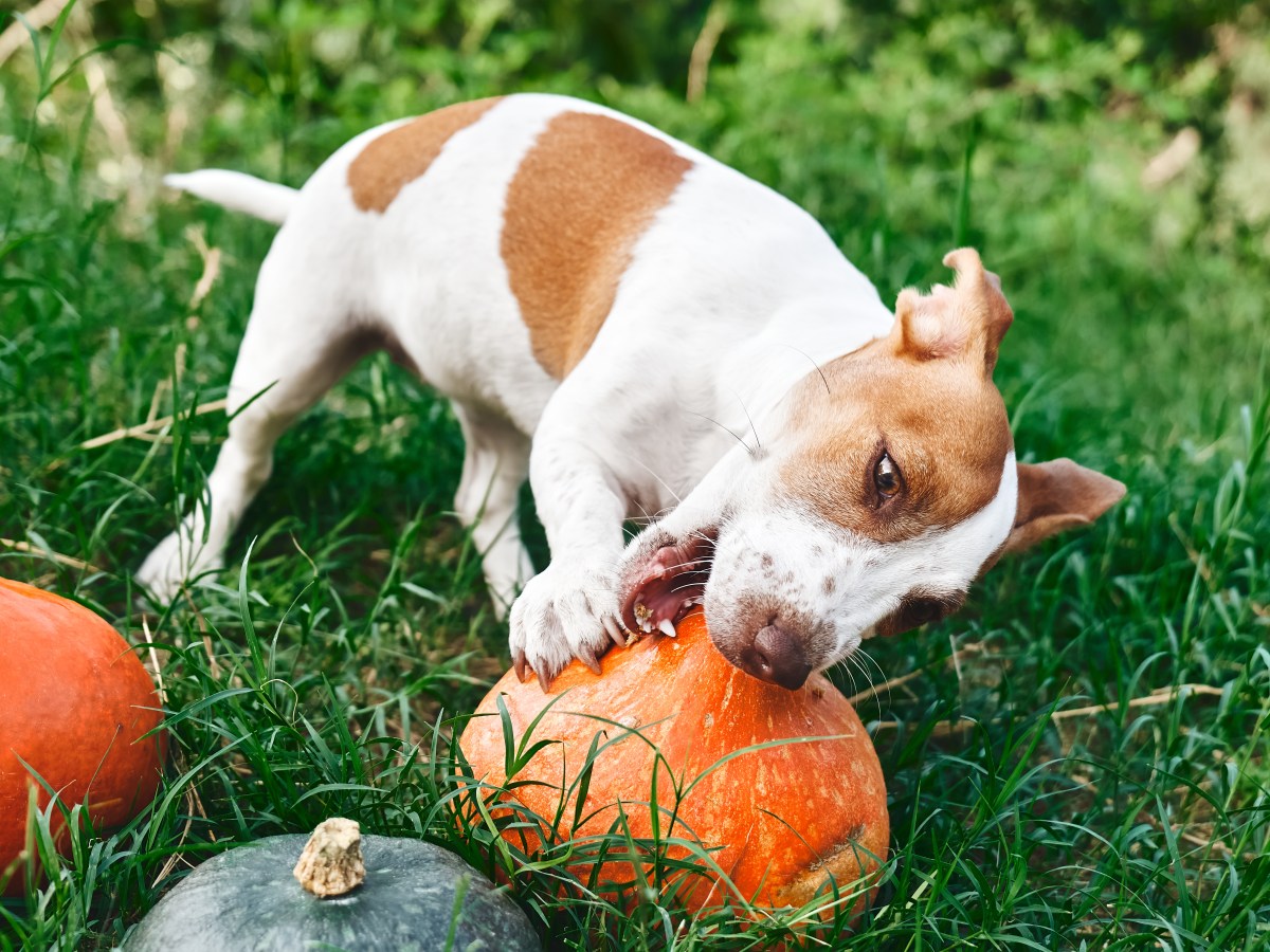 Hund im Herbst ernähren: Darum solltest du das Futter jetzt umstellen