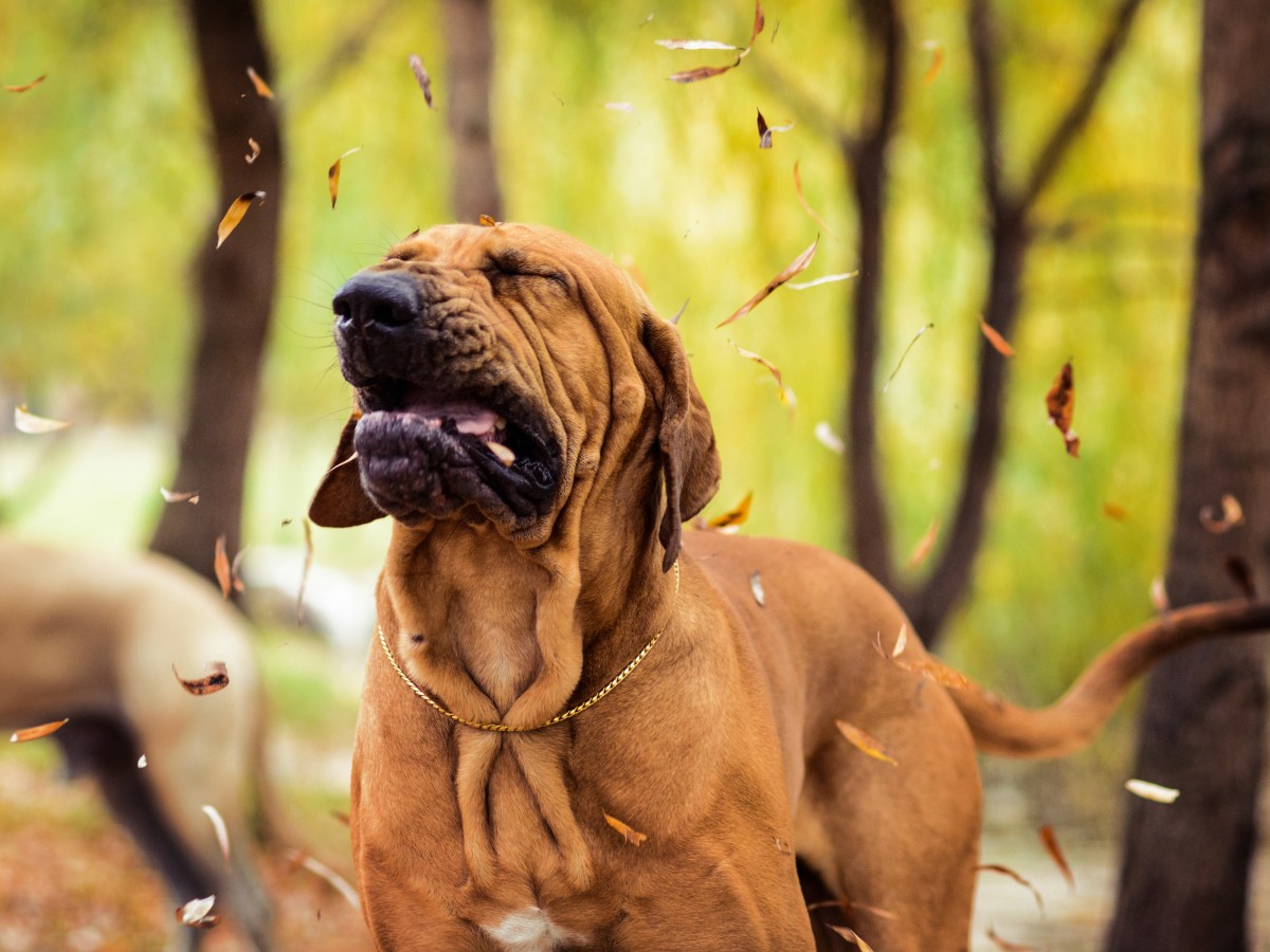 Hund im Herbst: Können die Vierbeiner herbstliche Allergien entwickeln?