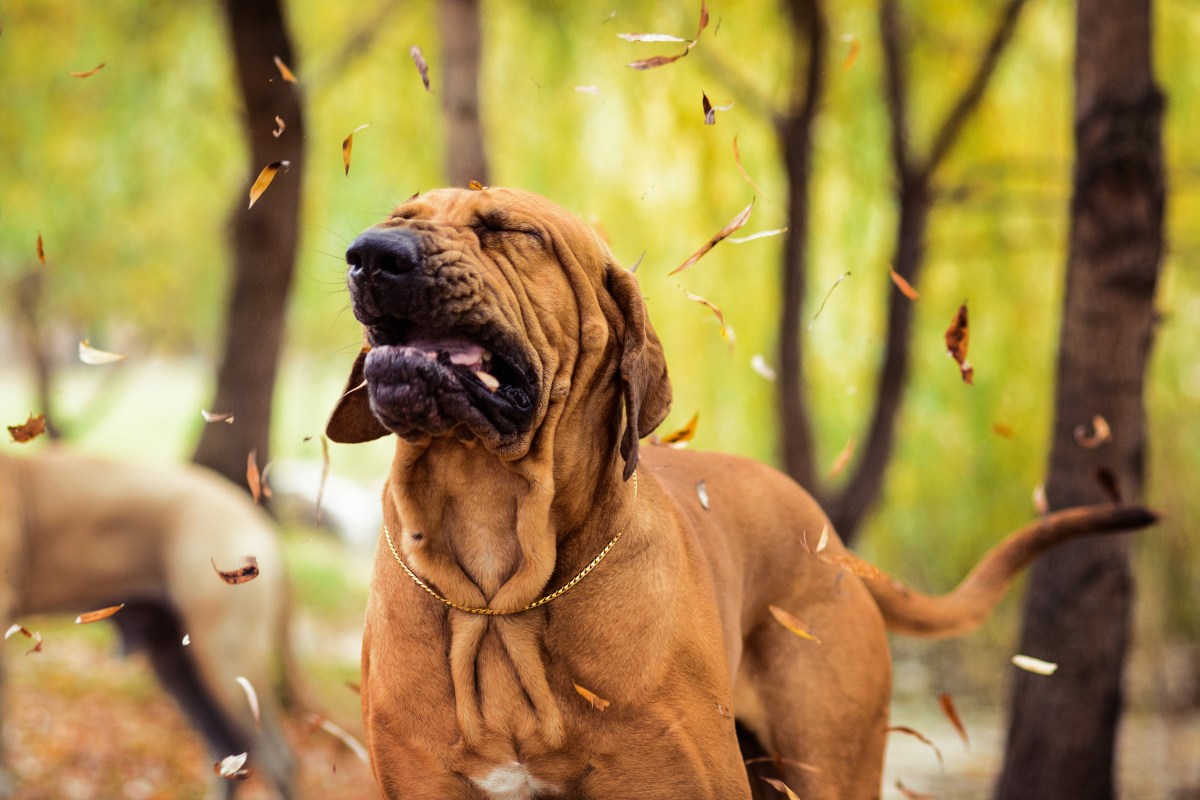 Hund Herbst Allergien