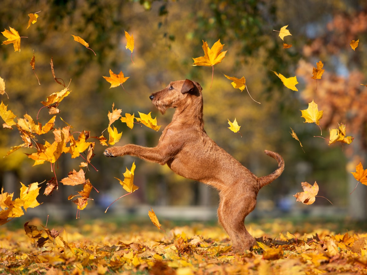 Der Herbst naht – und damit die beste Jahreszeit für Hunde