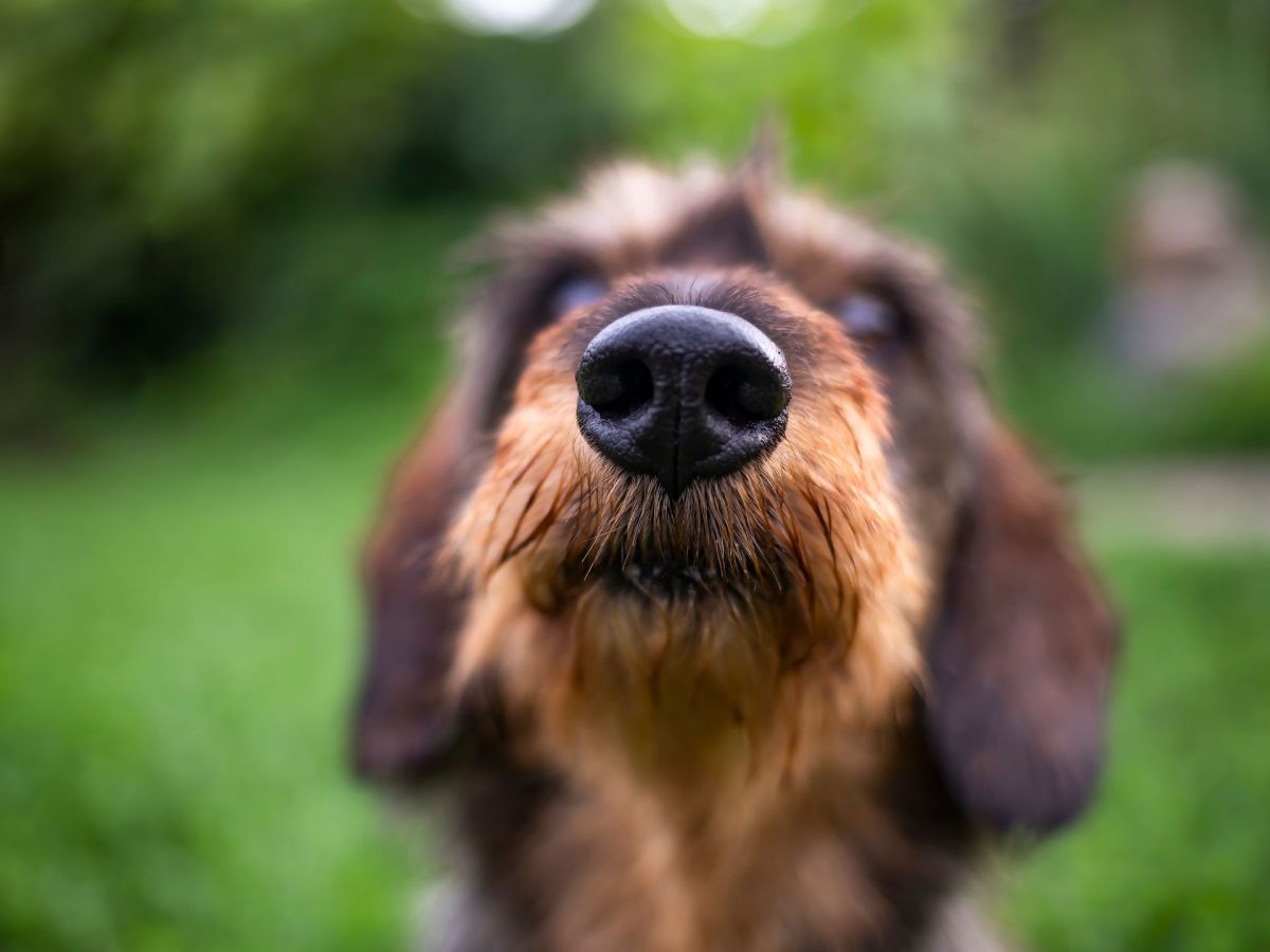 Lebensrettende Spürnasen: So können Hunde Lungenkrebs erschnüffeln