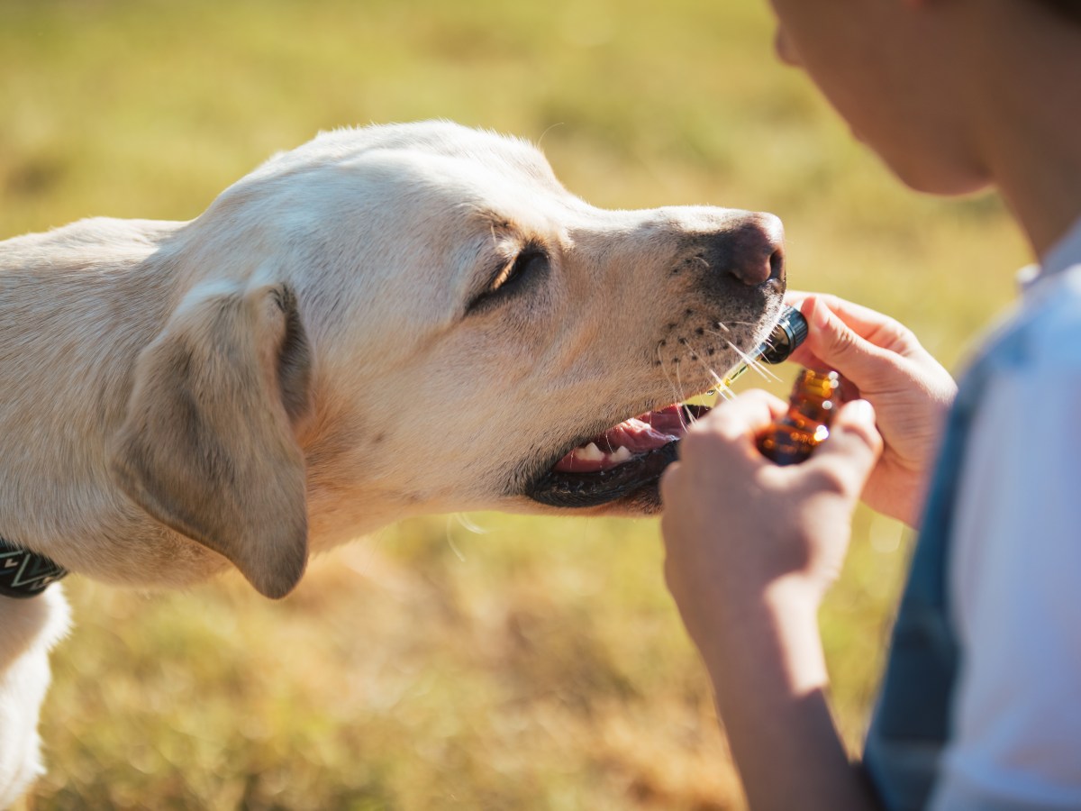 Kann man seinen Hund zum Erbrechen bringen oder muss man dafür zum Arzt?