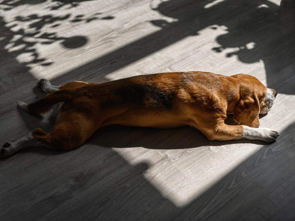 Hunde lieben Sonnenbaden – Der unerwartete Grund für diese Vorliebe