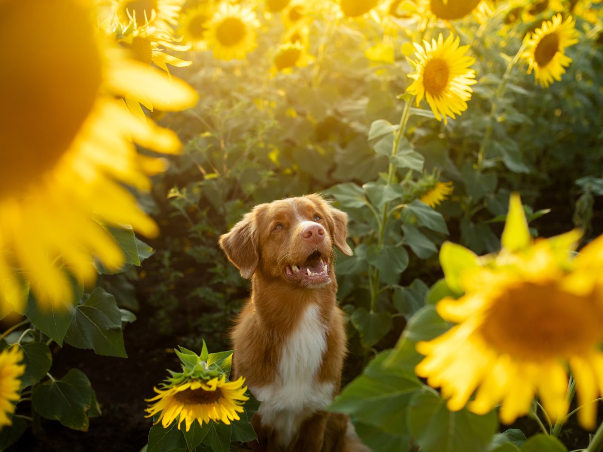 3 überraschende Ideen, um deinen Hund im Herbst zu beschäftigen