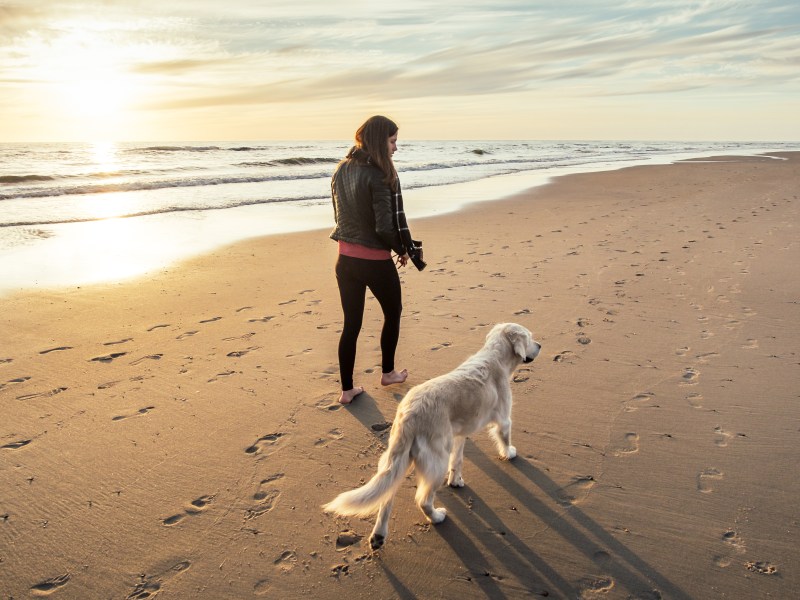 Hund am Strand spazieren