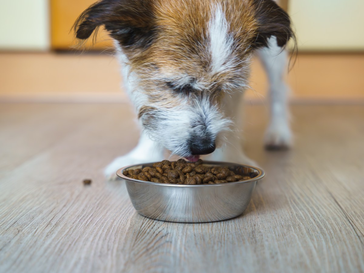 Hund: Aus diesem gesundheitlichen Grund solltest du Trockenfutter mit Wasser anreichern