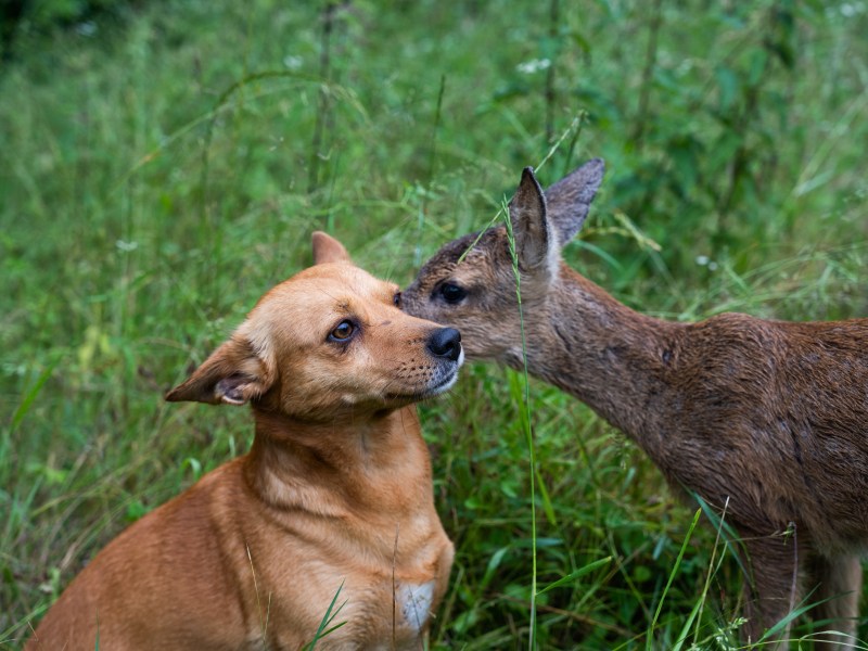 Hund Wildtiere