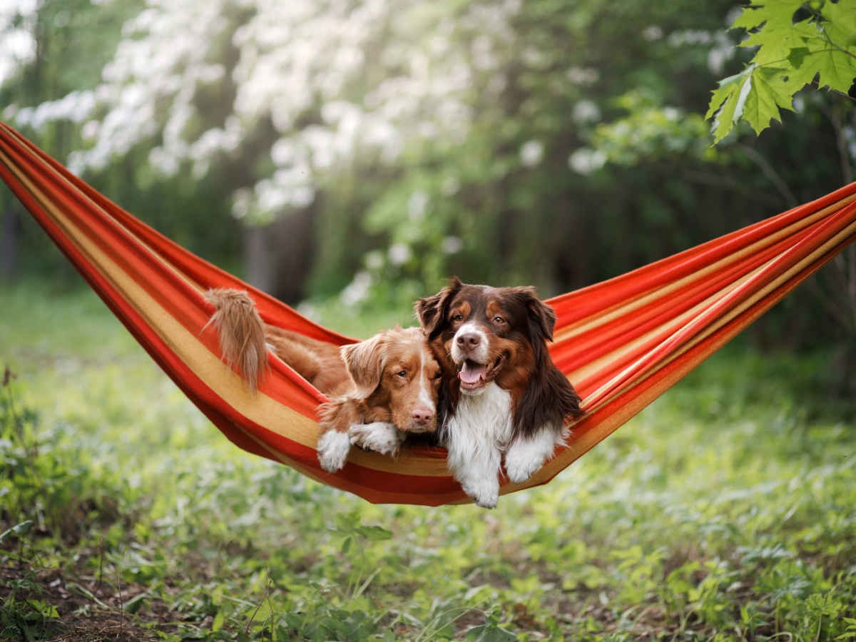 Hund: Wusstest du, dass es kinderleicht ist, eine DIY-Hundehängematte zu machen?