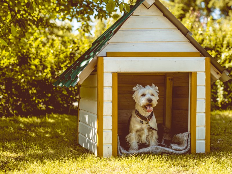 Hund in Hundehütte