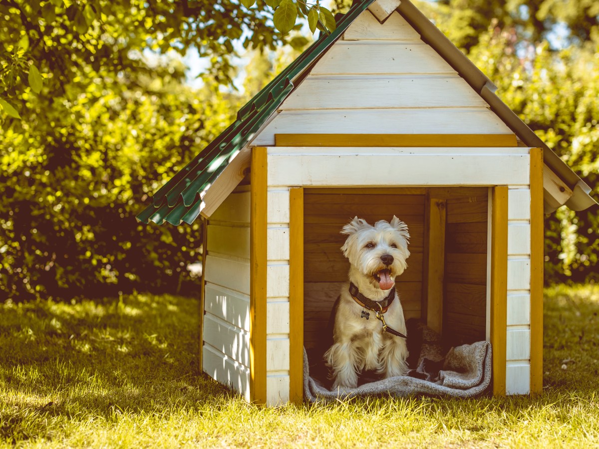 Die Tage werden kälter: Dürfen Hunde laut Gesetz im Freien gehalten werden?