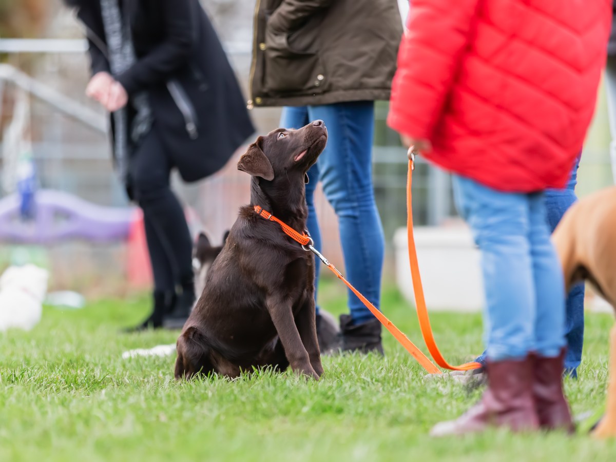 Hundeschule: Mit diesem genialen Trick sparst du bares Geld