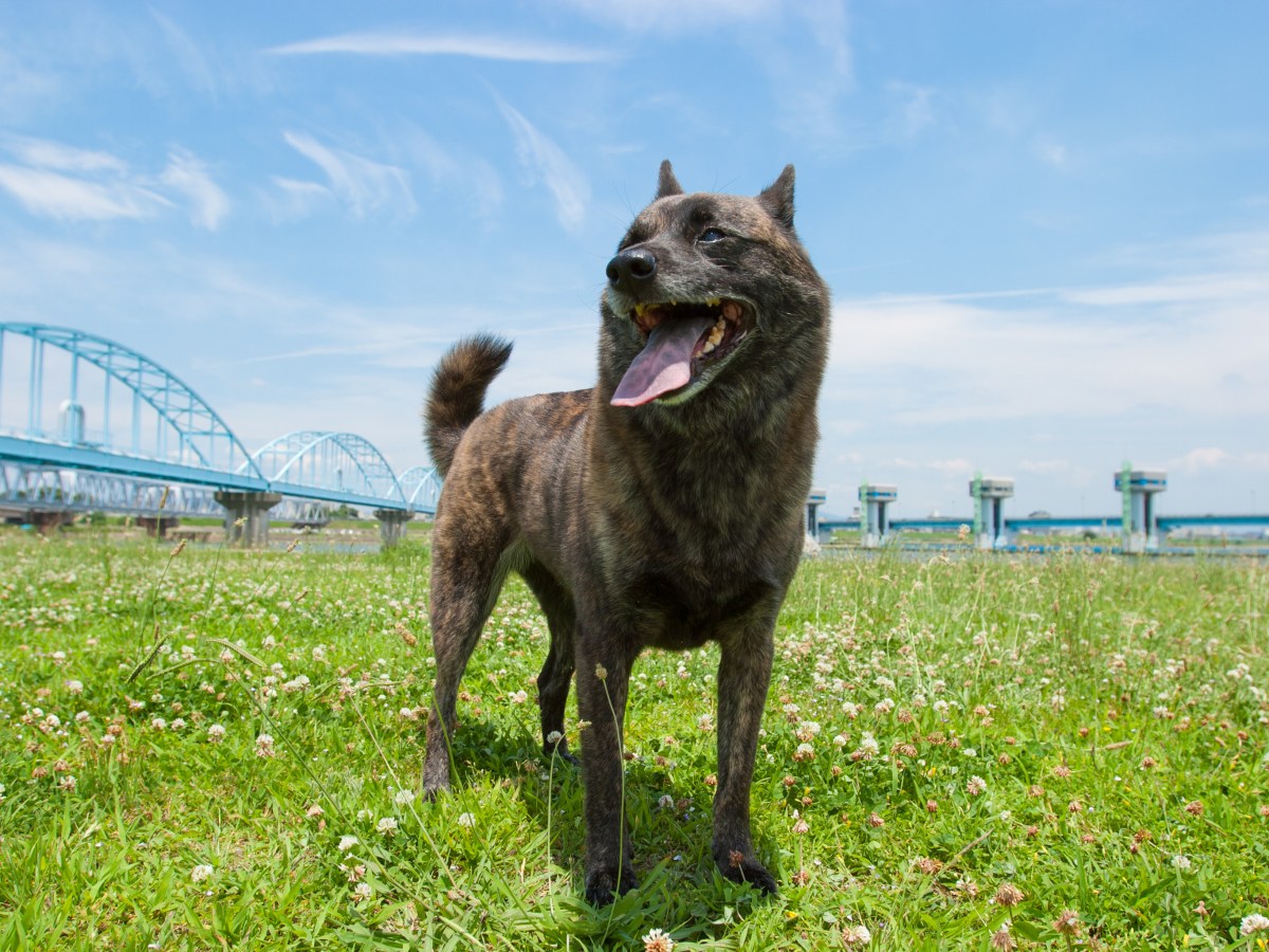 Kai Ken – Der Japanische Tigerhund im Steckbrief