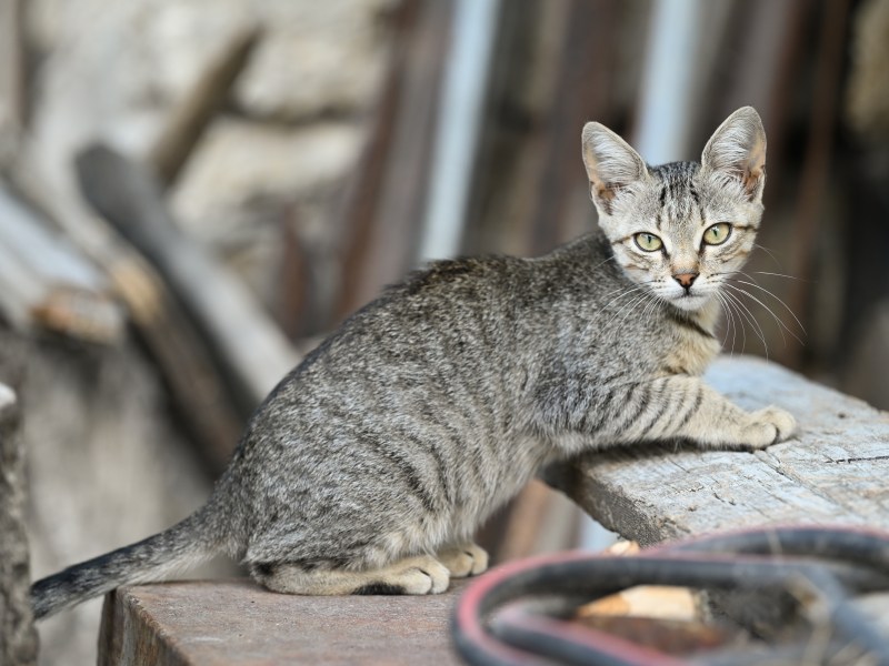 Kanaani Katze liegt in der Natur