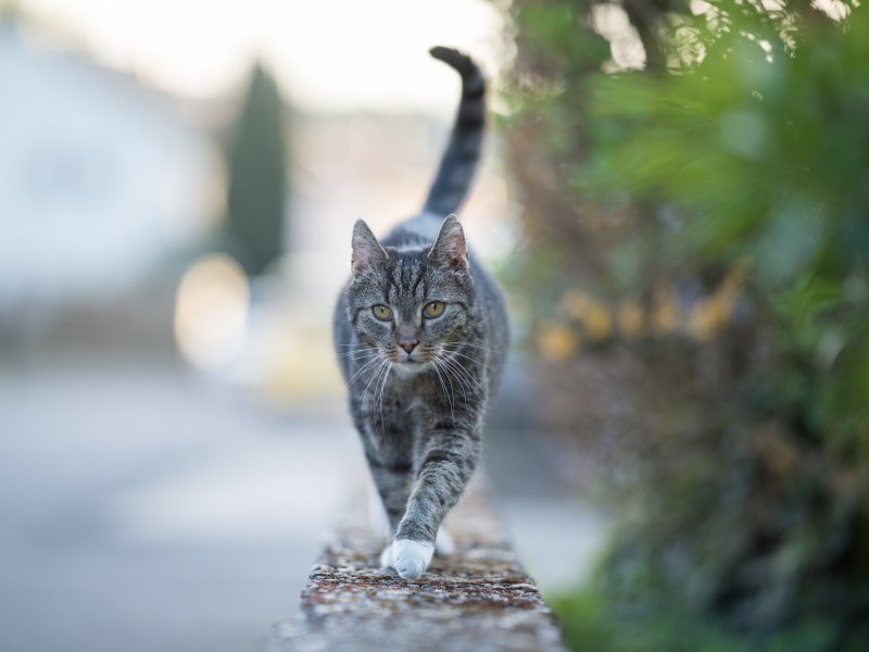 Katze läuft auf einer Mauer entlang