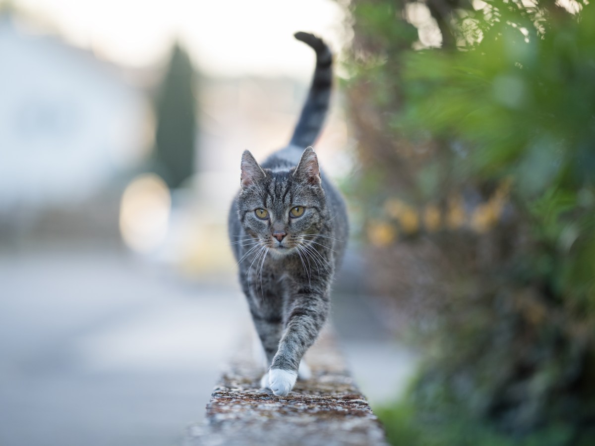 Vermisst im Nationalpark: Paar sucht 60 Tage nach Kater – dann passiert das Unfassbare