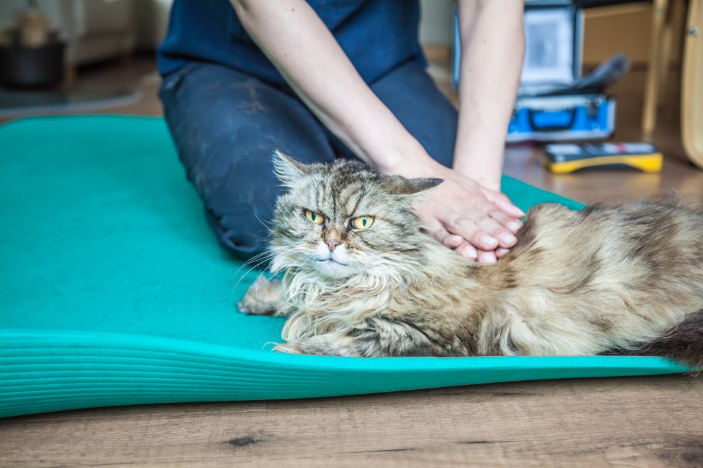 Katze mit Arthrose bei der Physiotherapie