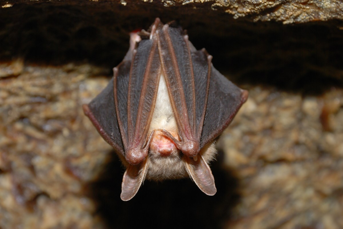 Fledermaus hängt kopfüber in einer Höhle