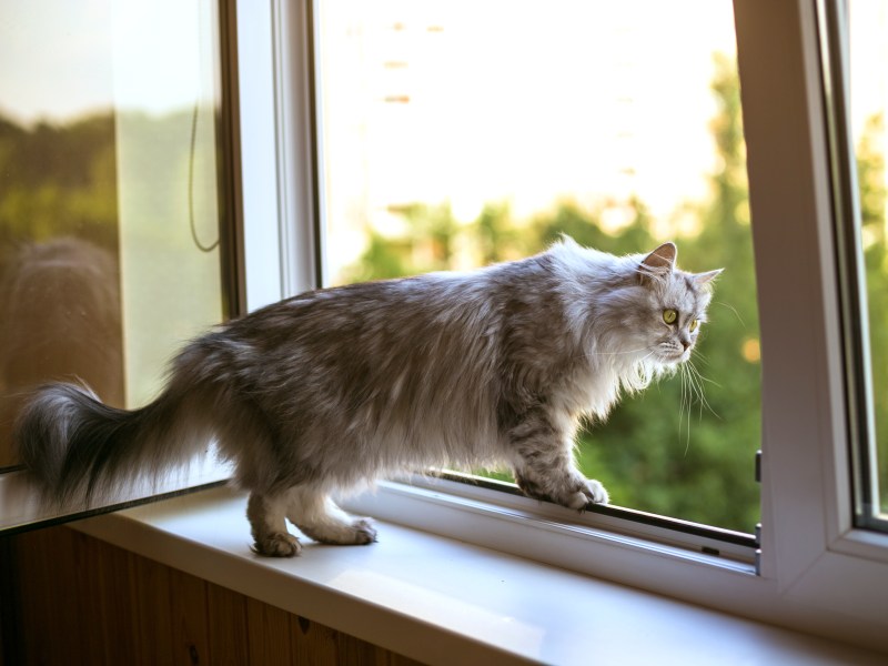 Katze am offenen Fenster