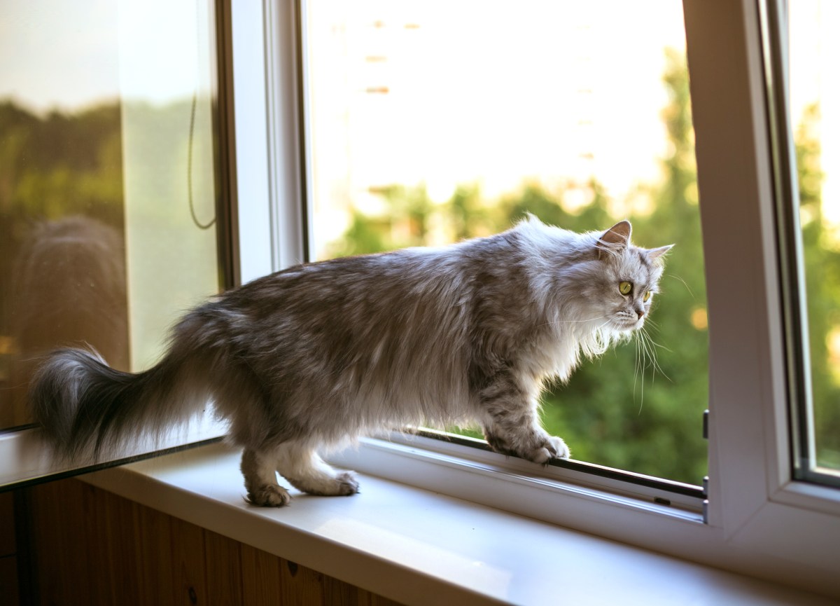 Katze am offenen Fenster