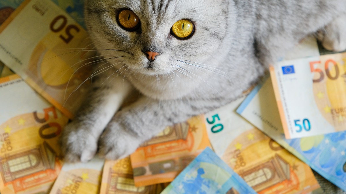 Katze liegt auf Euro Banknoten