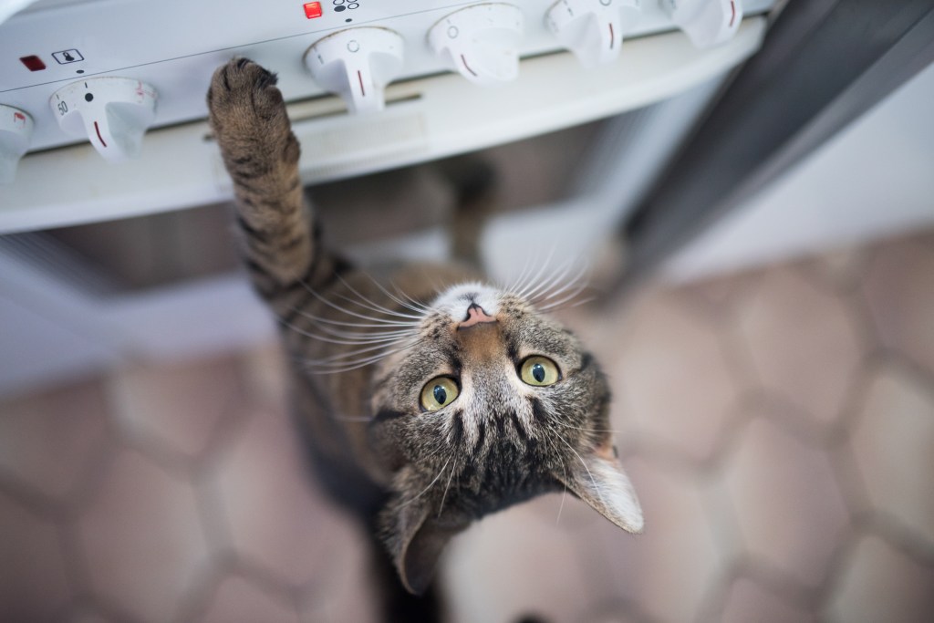 Katze mit Pfote am Herd mit Knöpfen