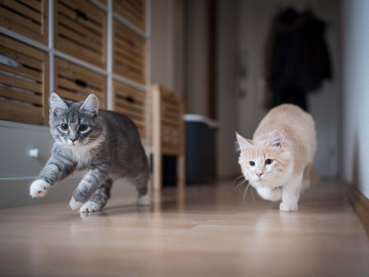 Hyperaktive Katze: Mit diesem Trick beruhigst du sie in Sekunden