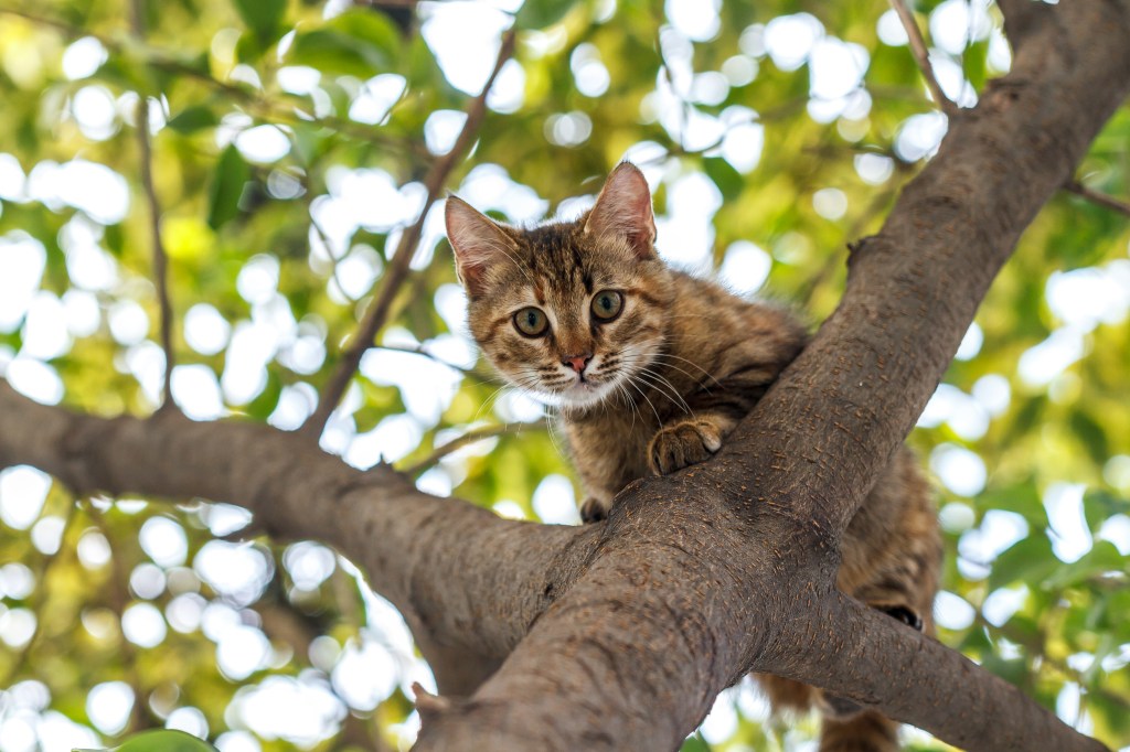 Katze sitzt im Baum auf einem Ast