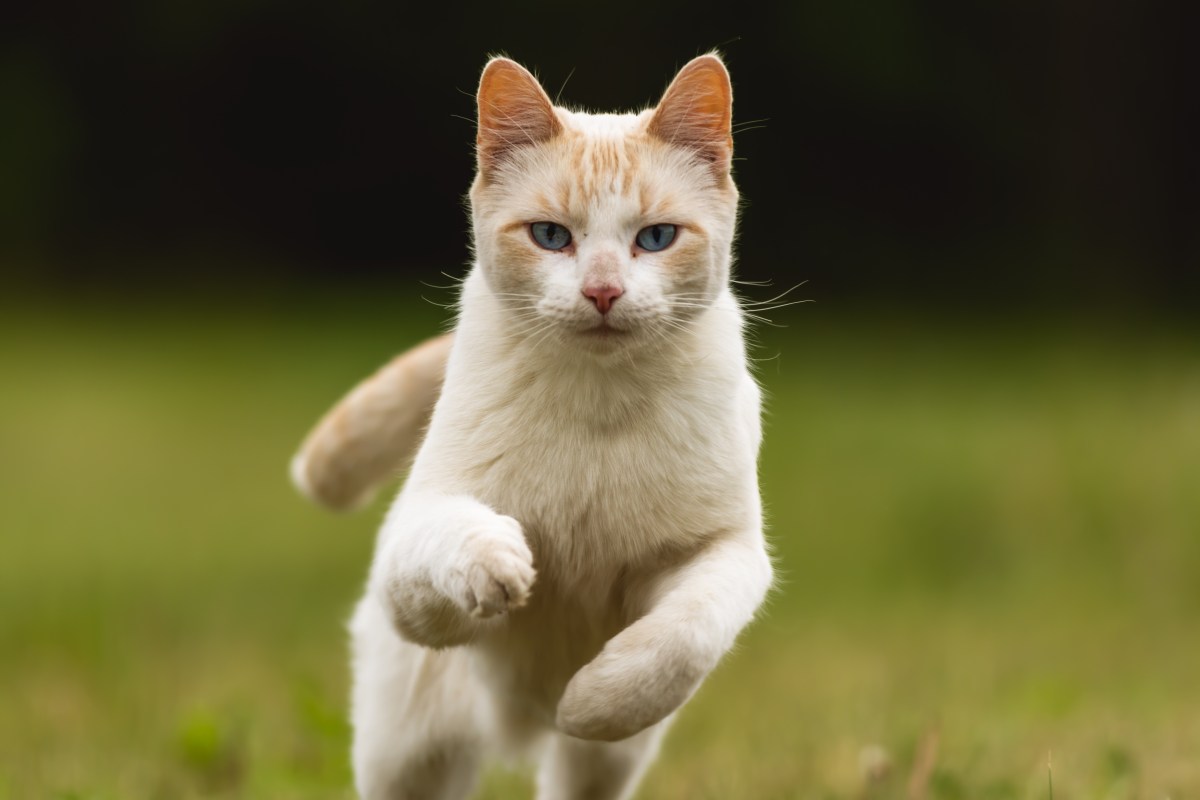 Katze rennt im Garten