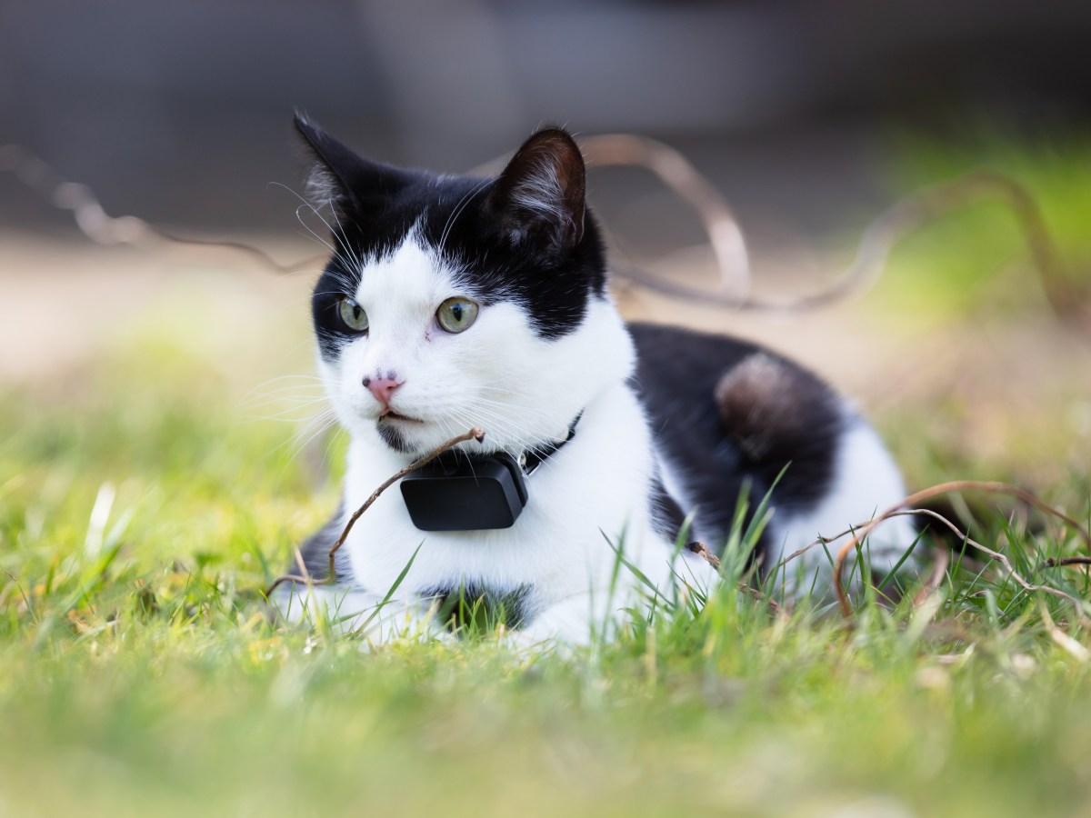 Katzen orten: Lohnt sich ein GPS-Tracker? Unsere Top 3 Modelle