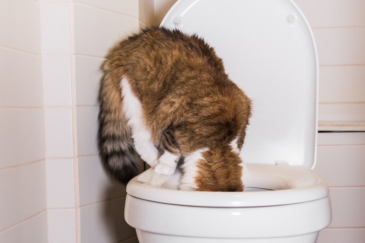 Katze trinkt aus der Toilette