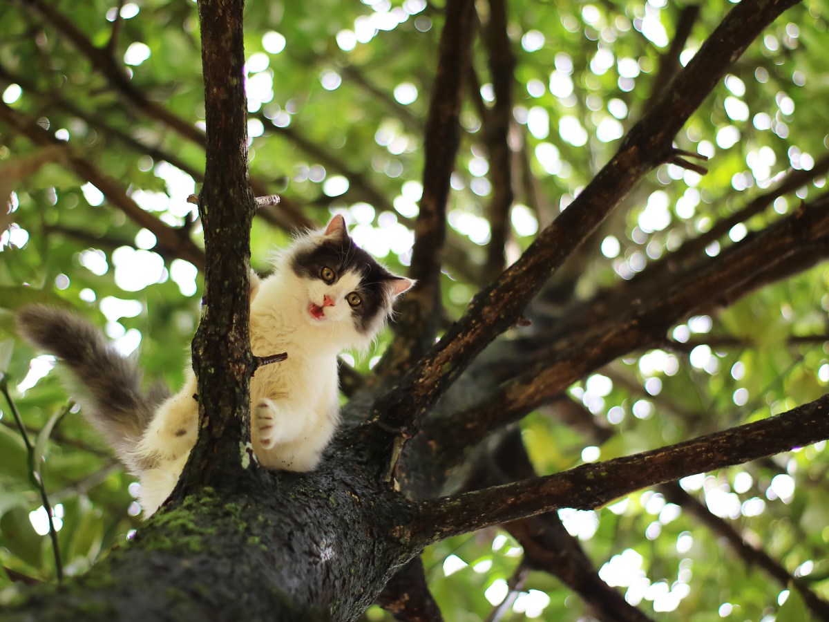 Katze hängt im Baum fest: Rufe nicht die Feuerwehr – versuche diesen simplen Trick