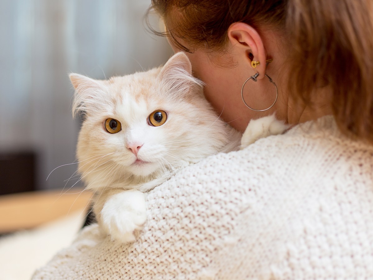 Katzen: Parasit im Katzenkot soll Alzheimer heilen können