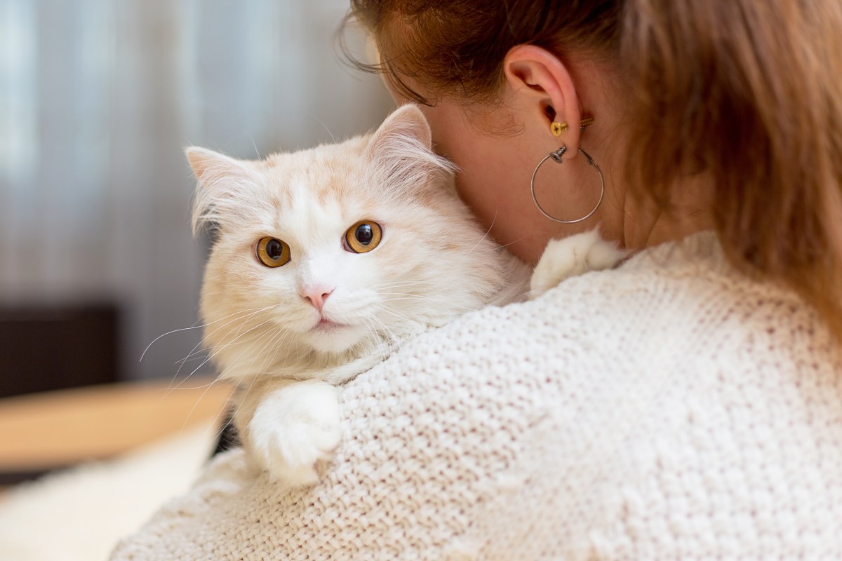 Katze auf dem Arm einer Frau