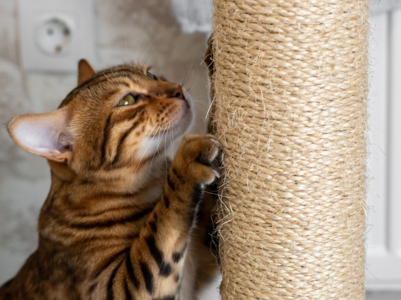 Katze kratzt an Kratzbaum mit Sisal Seil