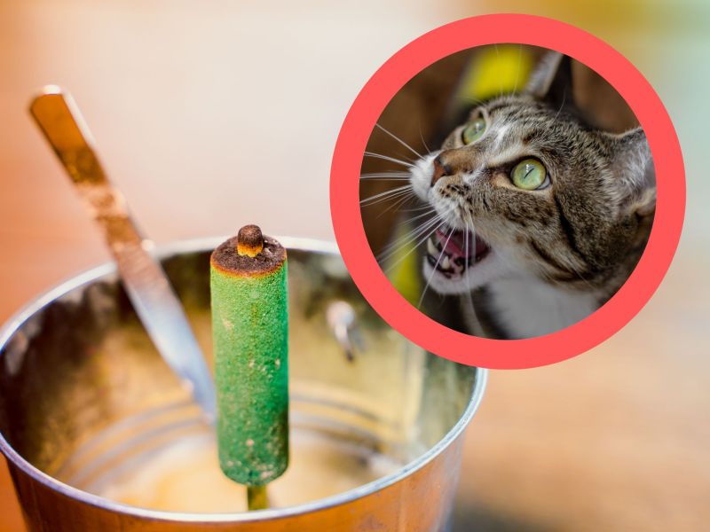 Mückensticks und Insektenspray für Katzen giftig