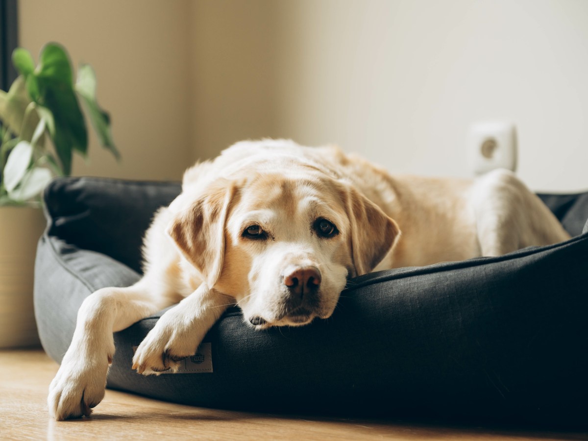 Dein Hund ist im Herbst besonders müde? Der verblüffende Grund dafür