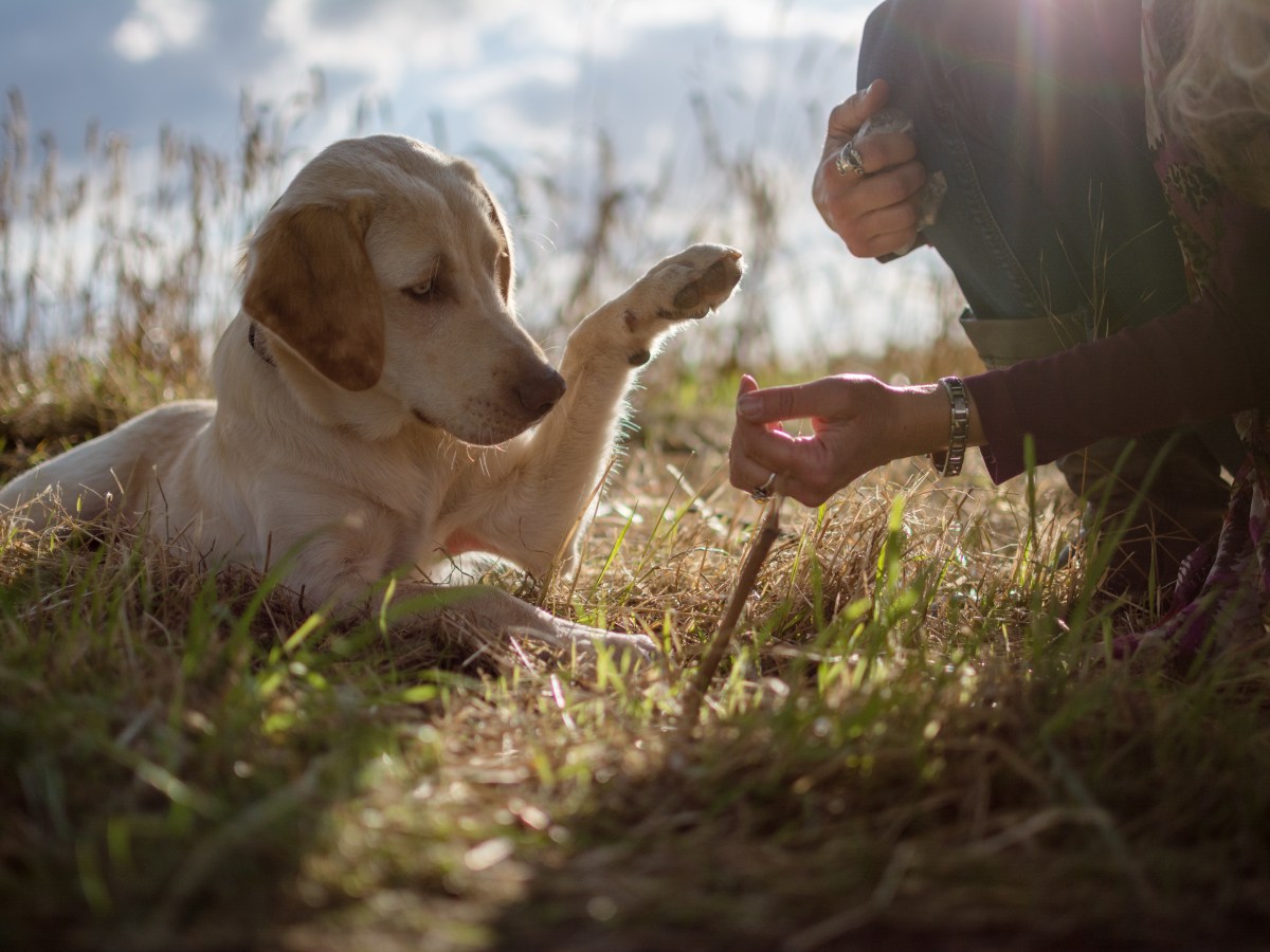 Dein Hund stupst dich mit seiner Pfote an? Das steckt hinter dem „Pawing“-Phänomen