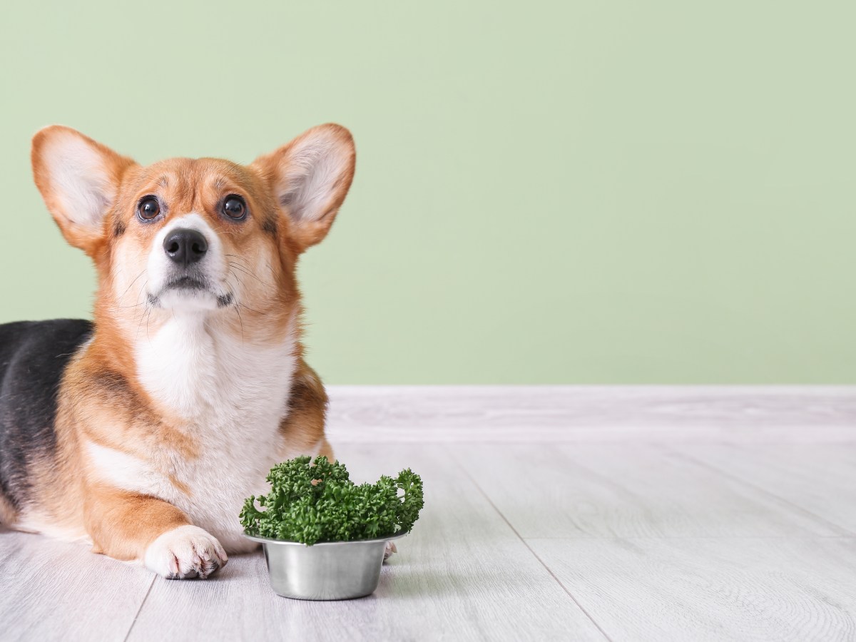 3 Hausmittel, die bei einem sich erbrechenden Hund Wunder wirken