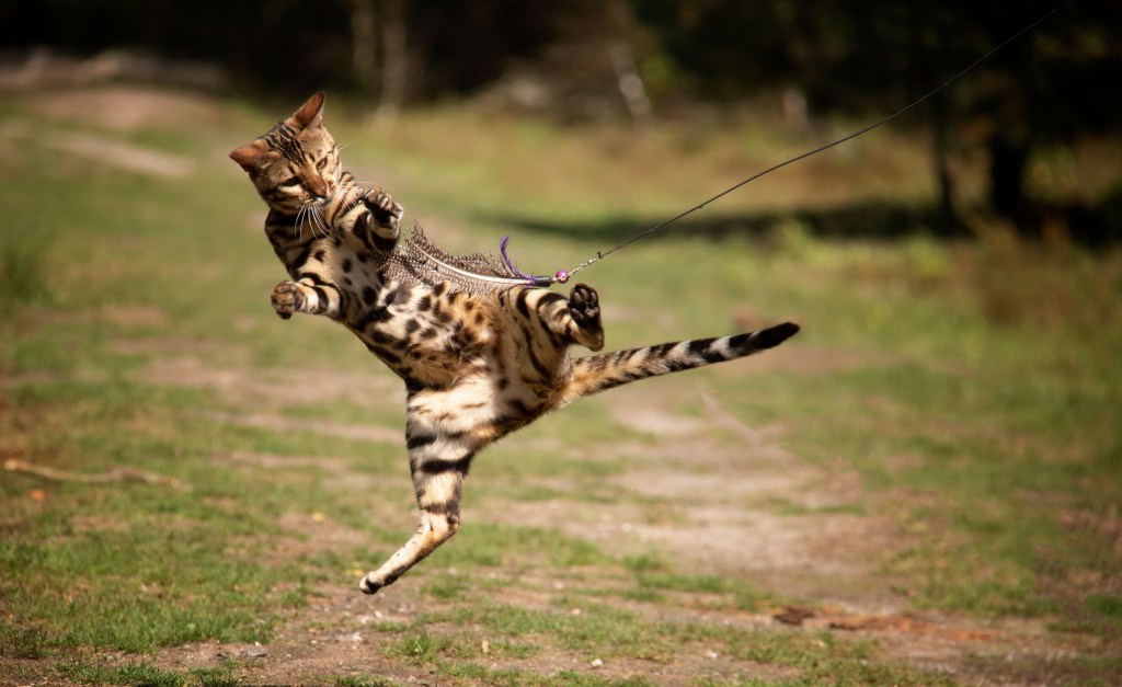 Safari Katze beim Spielen